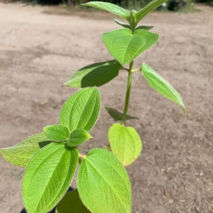 Princess Flower Live Plant - Exotic Deep-Purple Blooms, 1 ft Tall in 4