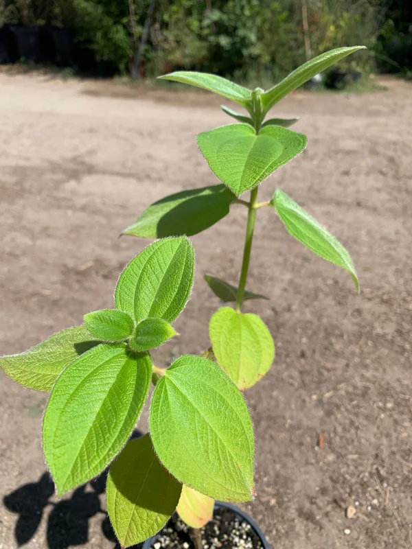 Princess Flower Live Plant - Exotic Deep-Purple Blooms, 1 ft Tall in 4" Pot - Image 3