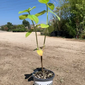 Princess Flower Live Plant - Exotic Deep-Purple Blooms, 1 ft Tall in 4