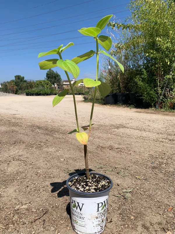 Princess Flower Live Plant - Exotic Deep-Purple Blooms, 1 ft Tall in 4" Pot - Image 4