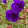 Princess Flower Live Plant - Exotic Deep-Purple Blooms, 1 ft Tall in 4" Pot - Image 1