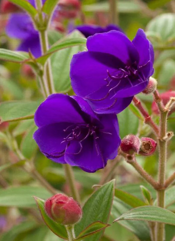 Princess Flower Live Plant - Exotic Deep-Purple Blooms, 1 ft Tall in 4" Pot - Image 1