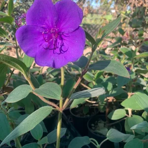 Princess Flower Tibouchina Urvilleana Live Plant – 1 ft Tall – 6 in Pot – Outdoor Shrub - Image 2