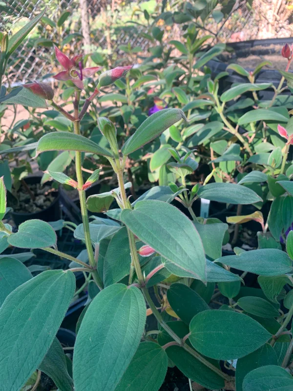 Princess Flower Tibouchina Urvilleana Live Plant – 1 ft Tall – 6 in Pot – Outdoor Shrub - Image 3