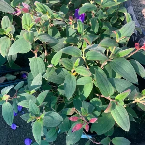 Princess Flower Tibouchina Urvilleana Live Plant – 1 ft Tall – 6 in Pot – Outdoor Shrub - Image 1