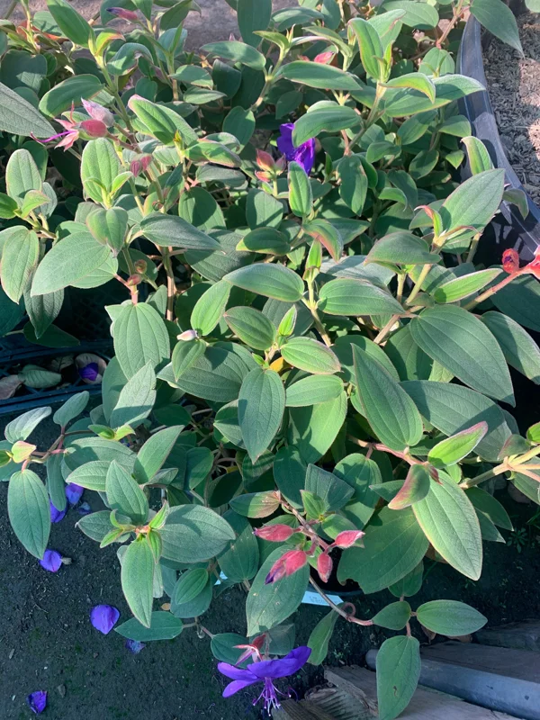 Princess Flower Tibouchina Urvilleana Live Plant – 1 ft Tall – 6 in Pot – Outdoor Shrub - Image 1