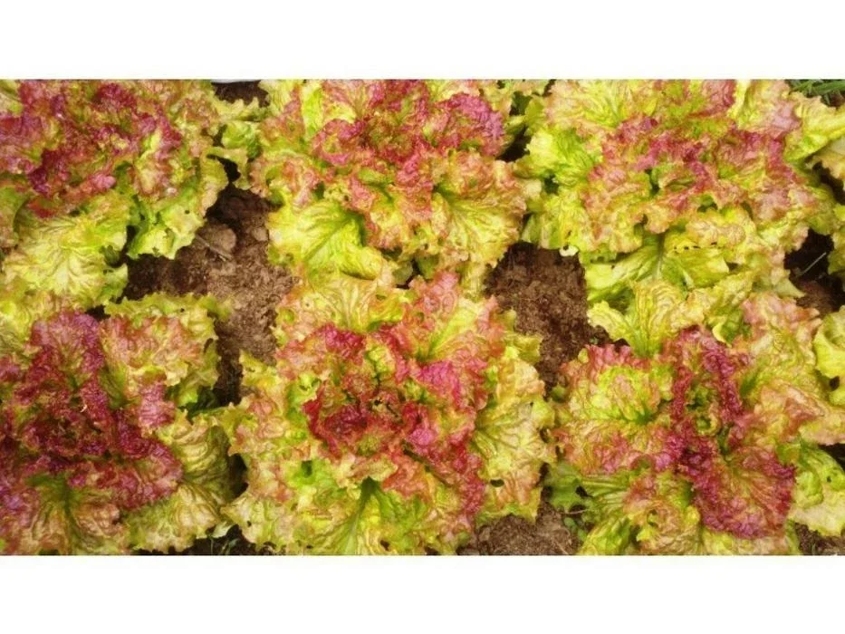 Prize Head Leaf Lettuce Seeds - 1000+ Organic Non-GMO Crisp Sweet Tender Seeds - Image 1