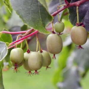 Prolific Kiwi Live Plant, Set of 2 Starter Plants, 4-6 inch Tall, Hardy Fruit Vine, Outdoor - Image 2