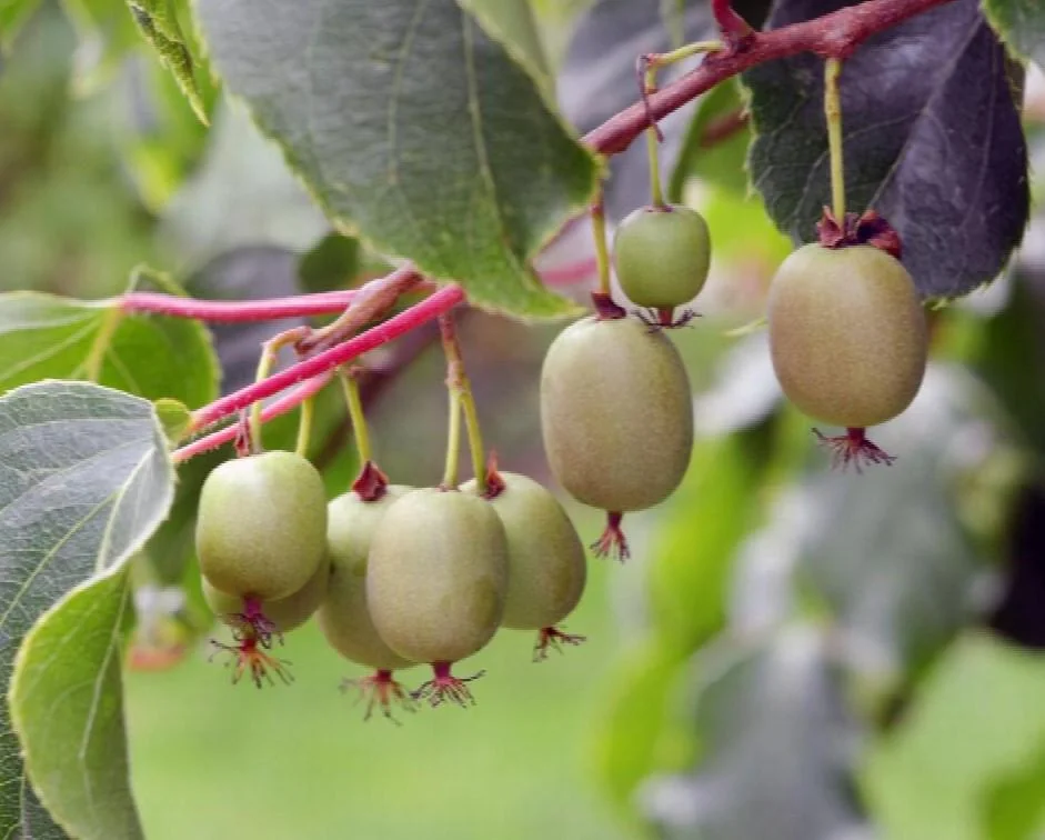 Prolific Kiwi Live Plant, Set of 2 Starter Plants, 4-6 inch Tall, Hardy Fruit Vine, Outdoor - Image 2