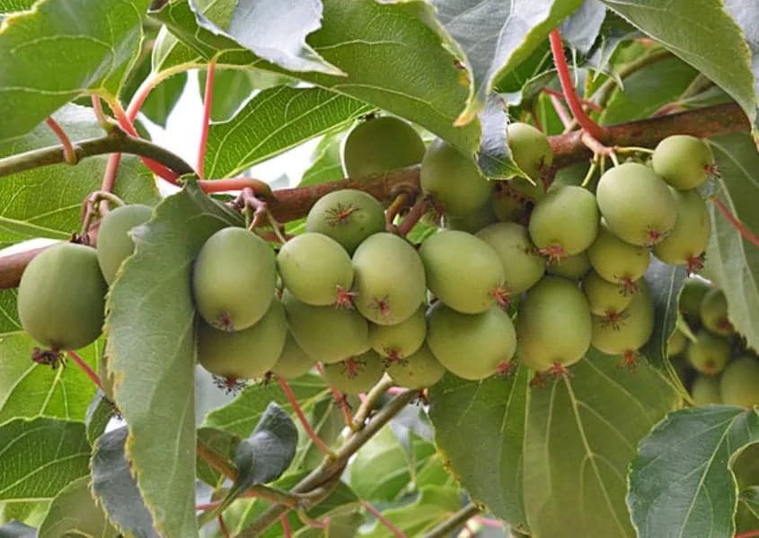 Prolific Kiwi Live Plant, Set of 2 Starter Plants, 4-6 inch Tall, Hardy Fruit Vine, Outdoor - Image 3