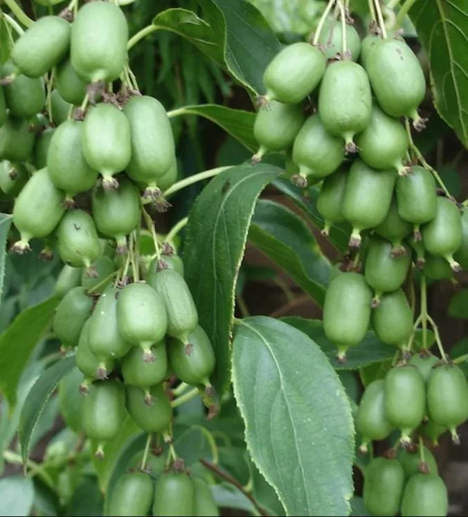 Prolific Kiwi Live Plant, Set of 2 Starter Plants, 4-6 inch Tall, Hardy Fruit Vine, Outdoor - Image 4