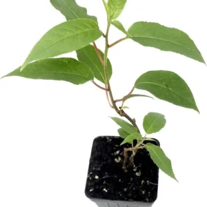 Prolific Kiwi Live Plant, Set of 2 Starter Plants, 4-6 inch Tall, Hardy Fruit Vine, Outdoor - Image 5