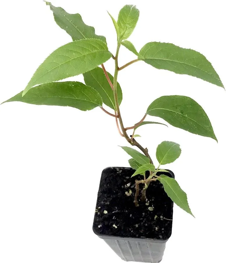 Prolific Kiwi Live Plant, Set of 2 Starter Plants, 4-6 inch Tall, Hardy Fruit Vine, Outdoor - Image 5