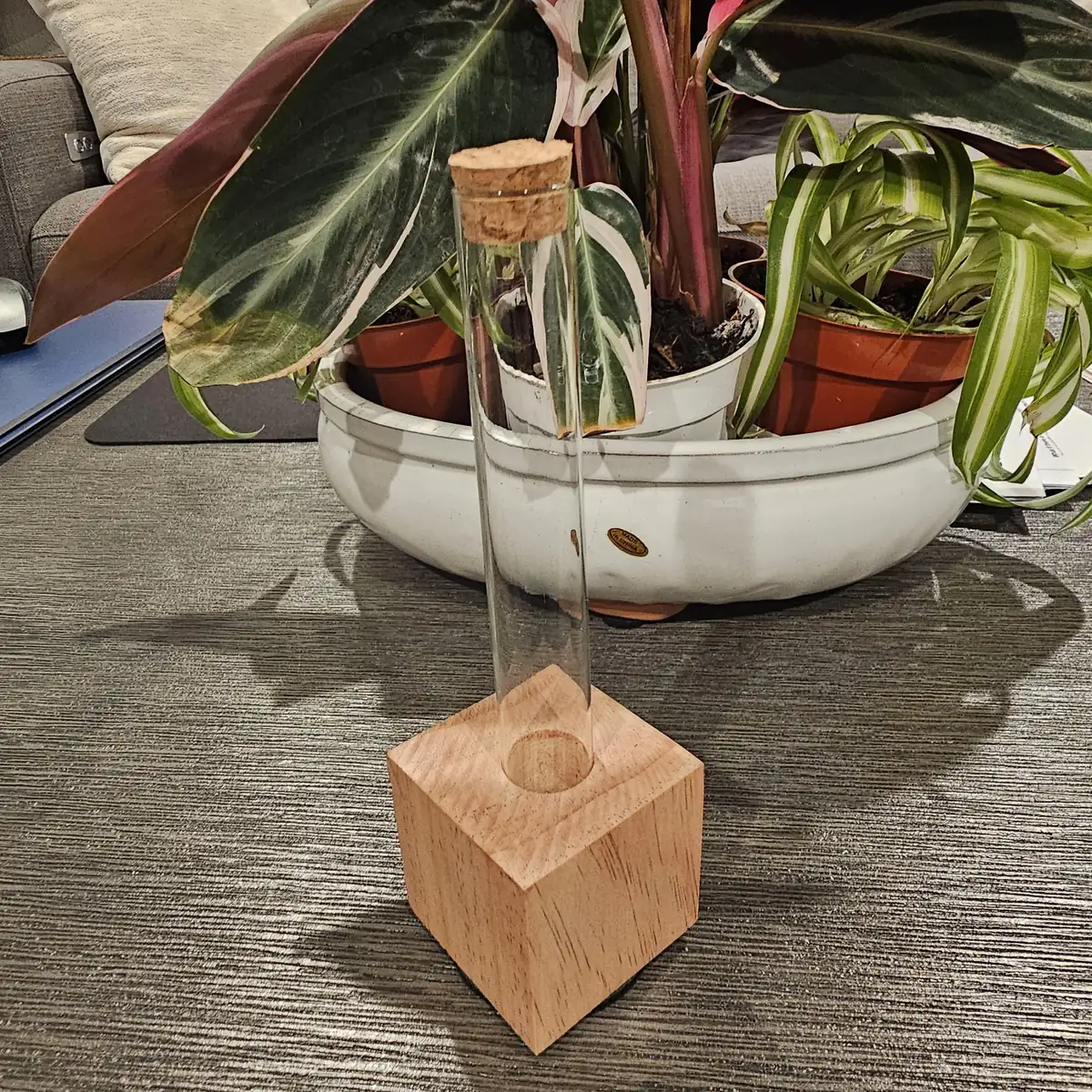 Propagation Station – Hydroponic Gardening Vase – Glass Tube & Wood Stand – Plant Cuttings Decor - Image 2