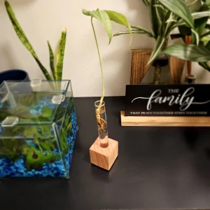 Propagation Station – Hydroponic Gardening Vase – Glass Tube & Wood Stand – Plant Cuttings Decor - Image 3