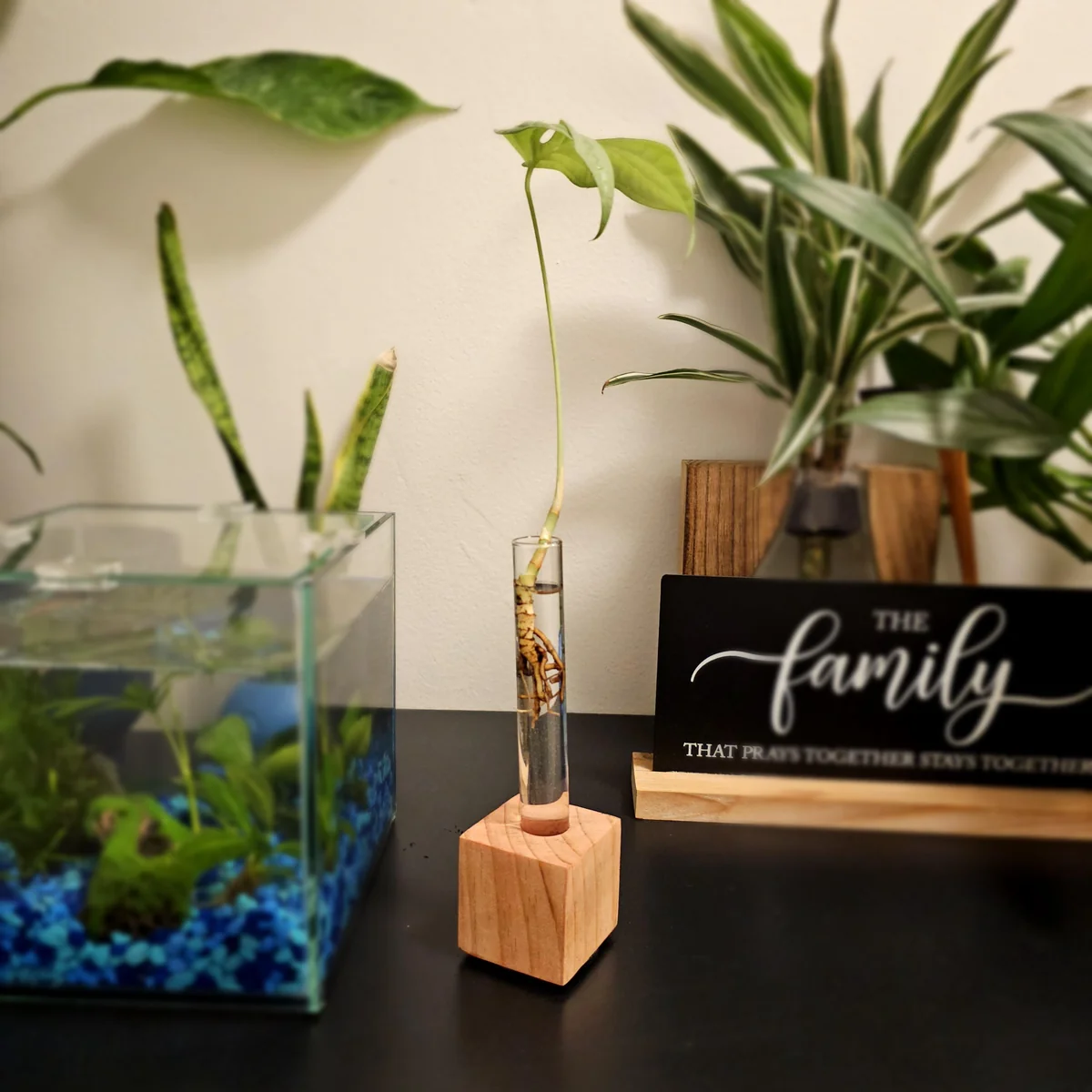 Propagation Station – Hydroponic Gardening Vase – Glass Tube & Wood Stand – Plant Cuttings Decor - Image 4