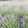 Provence Lavender Live Plant - French Lavender, Aromatic Herb, Zones 5-9, 1-8 Plants - Image 1
