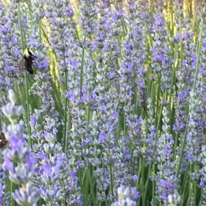 Provence Lavender Live Plant - French Lavender, Aromatic Herb, Zones 5-9, 1-8 Plants - Image 2