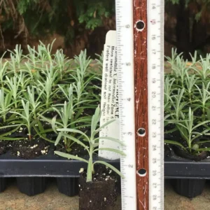 Provence Lavender Live Plant Plug - 3-6 inch Tall - Fragrant Purple Flowers Herb for Gardening - Image 6