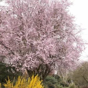 Prunus cerasifera 'Thundercloud' Plum Tree Live Plant - 2-3 ft Tall - Grafted - 3gal Pot - Image 1
