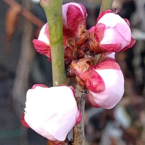 Prunus mume Bongo Apricot Tree - 2-3 Ft Tall Live Plant - Fragrant Flowers - 3 Gallon Pot - Image 2