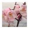 Prunus mume 'Bongo' Apricot Tree - Live Plant, 3-4 Ft Tall, 3 Gallon Pot, Outdoor - Image 1