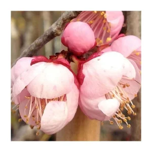 Prunus mume 'Mokel' Live Plant - 2-3 Ft Tall - 3 Gallon Pot - Early Pink Blooms - Image 2