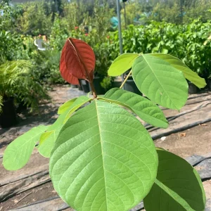 Pseudobombax Pink Live Plant – 1 ft Tall – 6 inch Pot – Tropical Tree - Image 3