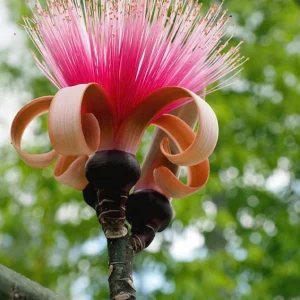 Pseudobombax Pink Live Plant – 1 ft Tall – 6 inch Pot – Tropical Tree - Image 1