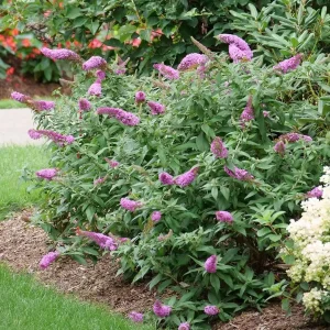 Pugster Pinker Butterfly Bush - Buddleia Live Plant - 4 inch Pot - Outdoor - Image 2
