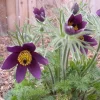Pulsatilla vulgaris Violet Bellflower Seeds - 500 Seeds - Outdoor Perennial - Image 1