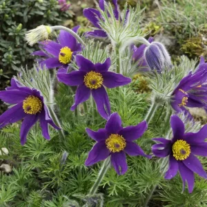 Pulsatilla vulgaris Violet Bellflower Seeds - 500 Seeds - Outdoor Perennial - Image 2