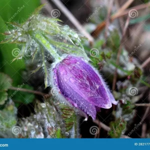 Pulsatilla vulgaris Violet Bellflower Seeds - 500 Seeds - Outdoor Perennial - Image 3