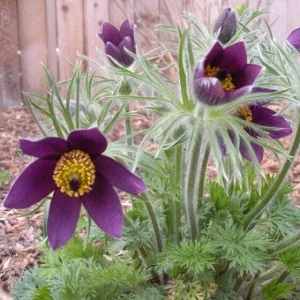 Pulsatilla vulgaris Violet Bellflower Seeds - 500 Seeds - Outdoor Perennial - Image 4