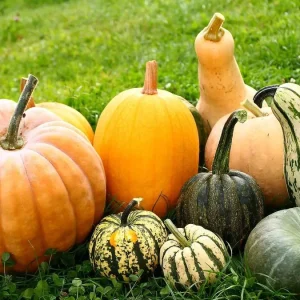 Pumpkin Seeds for Planting - 10 Seeds, Productive Variety, Orange Pulp - Image 3