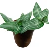 Puppy Ears Plant - Callisia elegans-2.5" Pot- Houseplant/Terrarium/Fairy Garden - Image 1