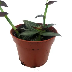 Puppy Ears Plant - Callisia elegans-2.5" Pot- Houseplant/Terrarium/Fairy Garden - Image 3
