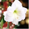 Pure White Dutch Amaryllis Bulb - Giant 30/32 cm, Indoor/Outdoor - Image 1