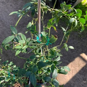 Purezza Rose (Rosa Banksiae 'Purezza') Live Plant - White Rambling Rose - 1 Gallon Pot - Image 2