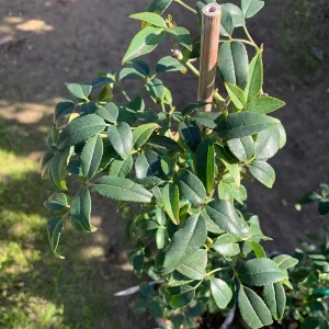 Purezza Rose (Rosa Banksiae 'Purezza') Live Plant - White Rambling Rose - 1 Gallon Pot - Image 3