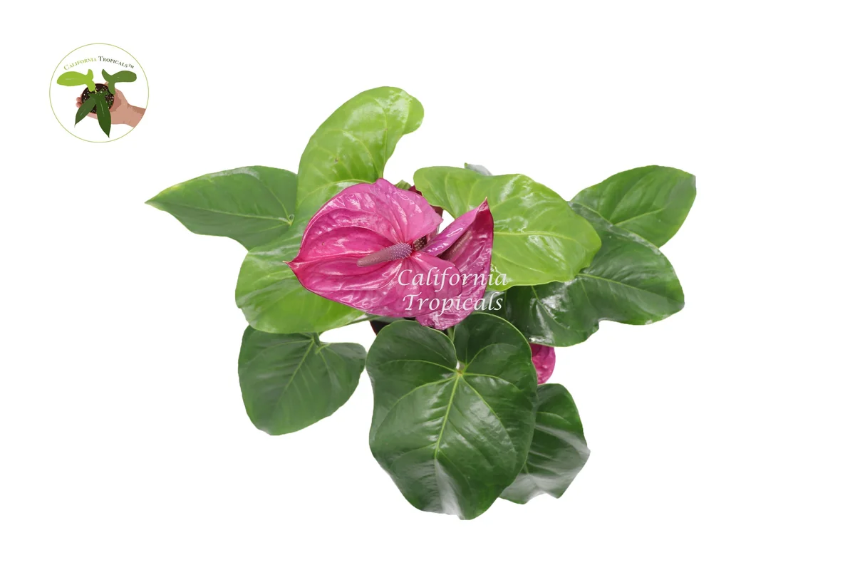 Purple Anthurium Live Plant – 6 inch Pot – Indoor Houseplant - Image 2