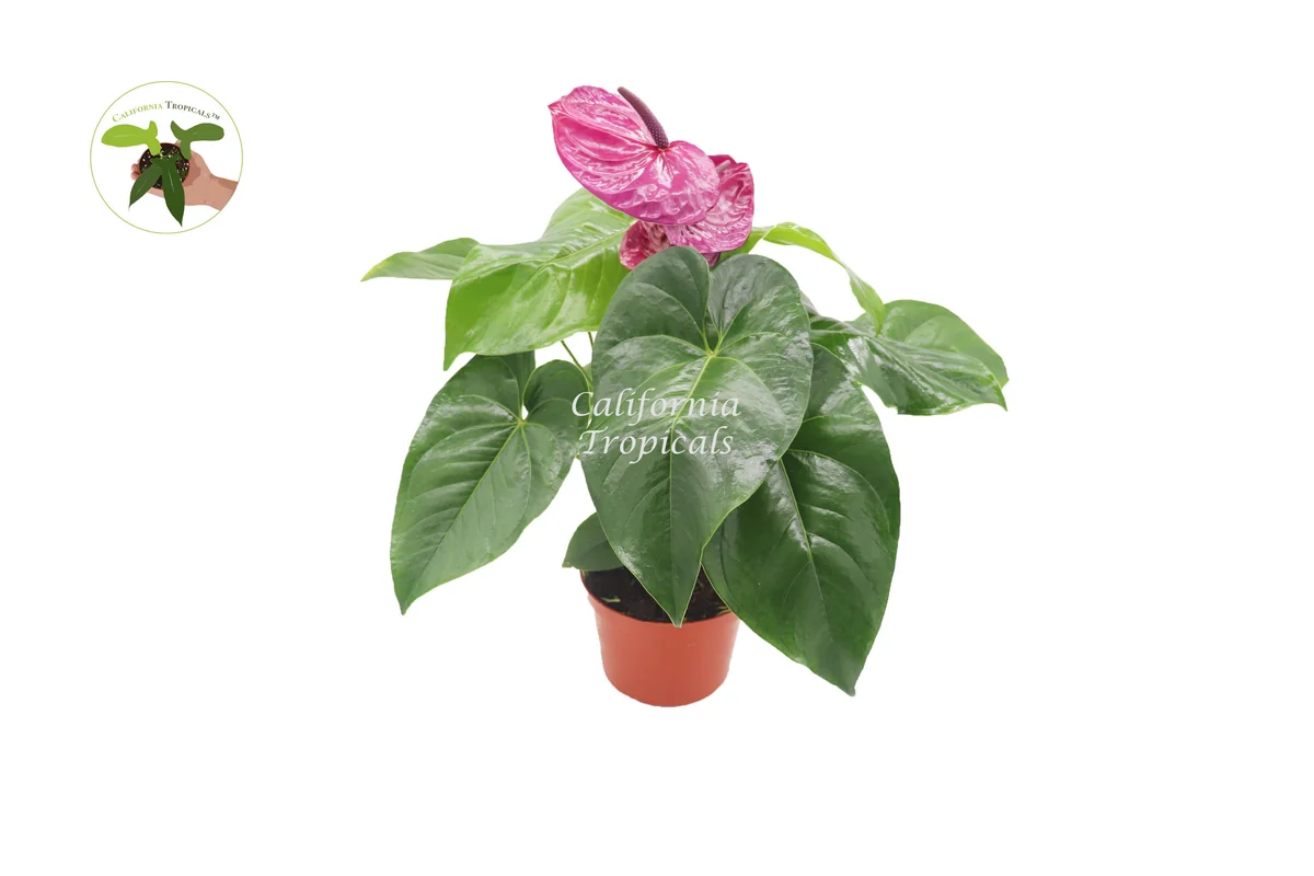 Purple Anthurium Live Plant – 6 inch Pot – Indoor Houseplant - Image 1
