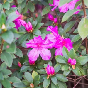 Purple Azalea Live Plant – Formosa Azalea Shrub, 6-8 Inch Tall, 3 Inch Pot - Image 10