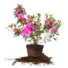 Purple Azalea Live Plant – Formosa Azalea Shrub, 6-8 Inch Tall, 3 Inch Pot - Image 1