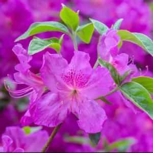 Purple Azalea Live Plant – Formosa Azalea Shrub, 6-8 Inch Tall, 3 Inch Pot - Image 2
