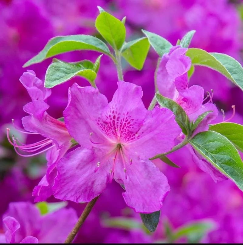 Purple Azalea Live Plant – Formosa Azalea Shrub, 6-8 Inch Tall, 3 Inch Pot - Image 2