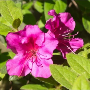 Purple Azalea Live Plant – Formosa Azalea Shrub, 6-8 Inch Tall, 3 Inch Pot - Image 4