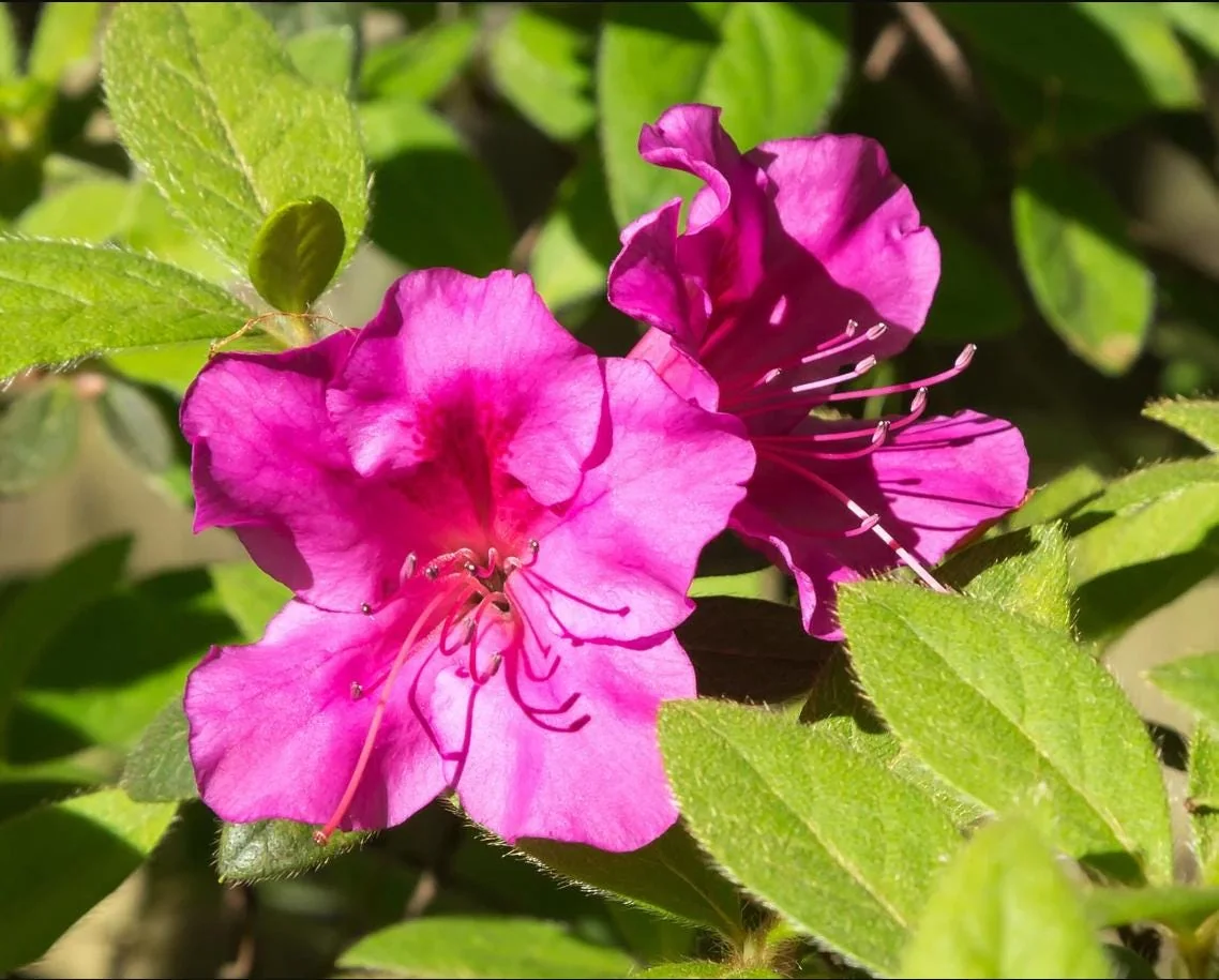 Purple Azalea Live Plant – Formosa Azalea Shrub, 6-8 Inch Tall, 3 Inch Pot - Image 4