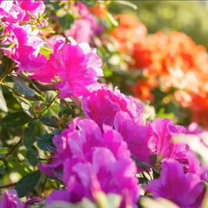 Purple Azalea Live Plant – Formosa Azalea Shrub, 6-8 Inch Tall, 3 Inch Pot - Image 5