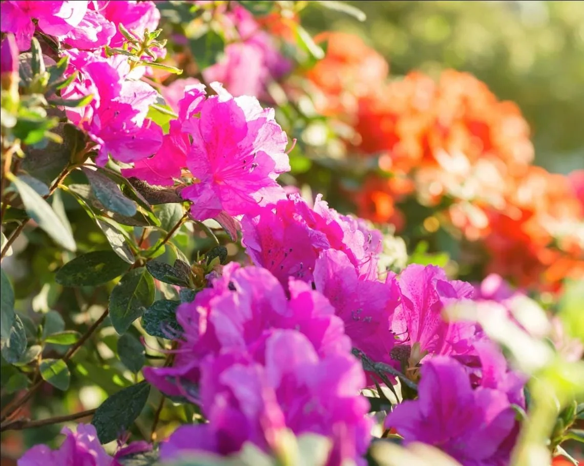 Purple Azalea Live Plant – Formosa Azalea Shrub, 6-8 Inch Tall, 3 Inch Pot - Image 5